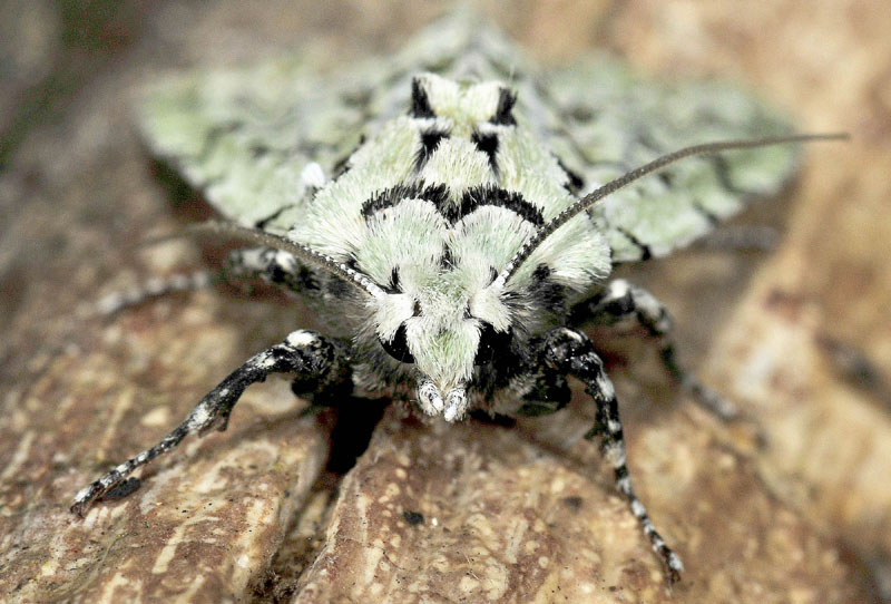 9 Quiz - Griposia aprilina